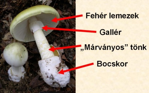 GYILKOS GALÓCA