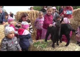 Tojásfa díszítés és állatsimogató Devecserben