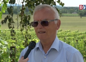 A Somlót is elérte a szőlő aranyszínű sárgaság betegség